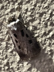 Ochropleura
