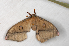 Opodiphthera eucalypti