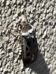 Ochropleura