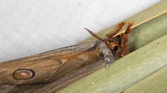 Opodiphthera eucalypti