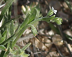Cryptantha crassisepala
