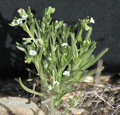 Cryptantha crassisepala