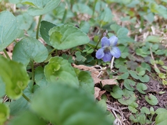 Viola missouriensis
