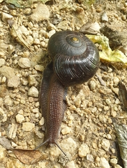 Powelliphanta annectens