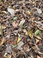 Erythronium umbilicatum