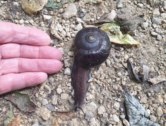 Powelliphanta annectens
