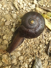 Powelliphanta annectens