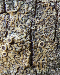 Phaeophyscia ciliata