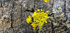 Phaeophyscia ciliata