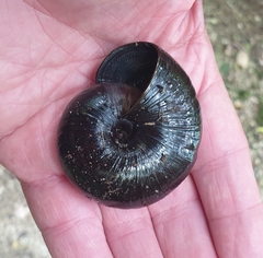 Powelliphanta annectens