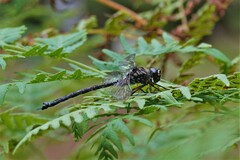 Austroaeschna hardyi