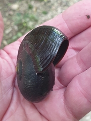 Powelliphanta annectens