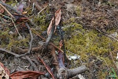 Austroaeschna hardyi