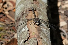 Austroaeschna hardyi