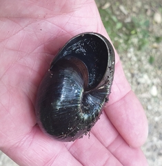 Powelliphanta annectens