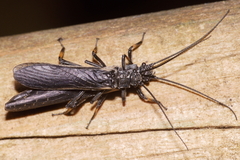 Austroperla cyrene