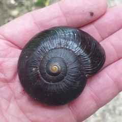 Powelliphanta annectens