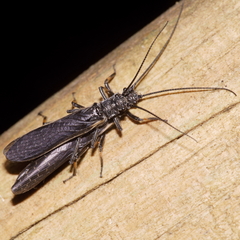 Austroperla cyrene