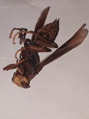 Polistes cavapyta