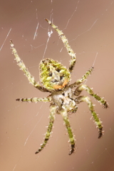 Cryptaranea atrihastula