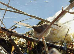 Prinia gracilis