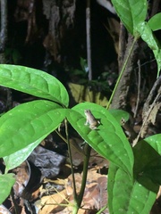 Dendropsophus parviceps