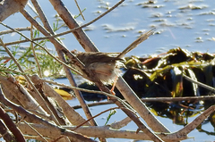 Prinia gracilis