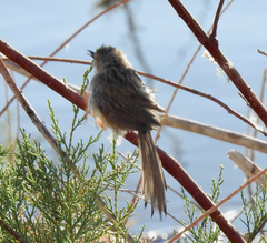 Prinia gracilis