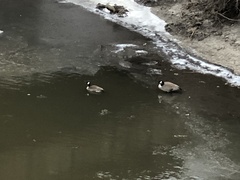 Branta canadensis