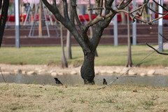Acridotheres cristatellus