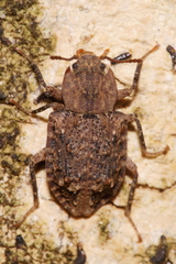 Syrphetodes marginatus