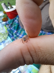 Opisthoncus polyphemus