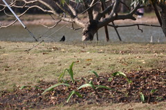 Acridotheres cristatellus