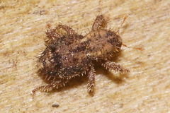 Synacalles peelensis