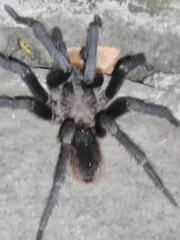 Aphonopelma crinirufum