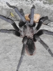 Aphonopelma crinirufum