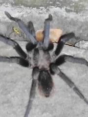 Aphonopelma crinirufum