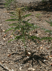 Sophora alopecuroides