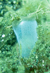 Rhopalaea