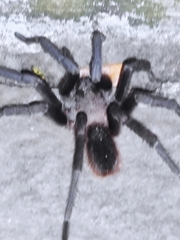 Aphonopelma crinirufum