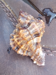 Phyllonotus pomum