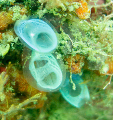 Rhopalaea crassa