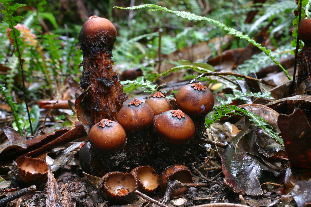 Calostoma fuscum