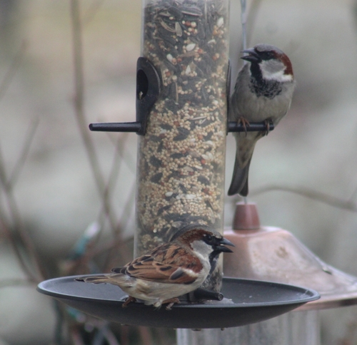 House Sparrow photographed in Rhode Island