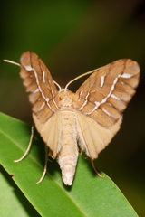 Chalastra aristarcha