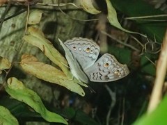 Junonia atlites atlites
