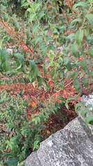 Woodfordia fruticosa