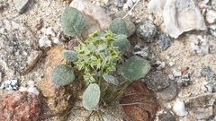 Chorizanthe corrugata