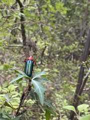 Stenaspis verticalis insignis