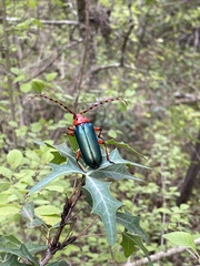 Stenaspis verticalis insignis